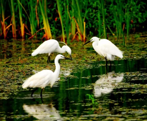 Bodrum Havalimanı Osmaniye transfer hizmeti. Konforlu ve güvenli özel ulaşım araçlarıyla Bodrum’dan Osmaniye vip transfer hizmeti.