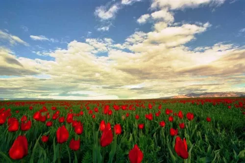 Bodrum Havalimanı Muş transfer hizmeti. Konforlu ve güvenli özel ulaşım araçlarıyla Bodrum’dan Muş vip transfer hizmeti.